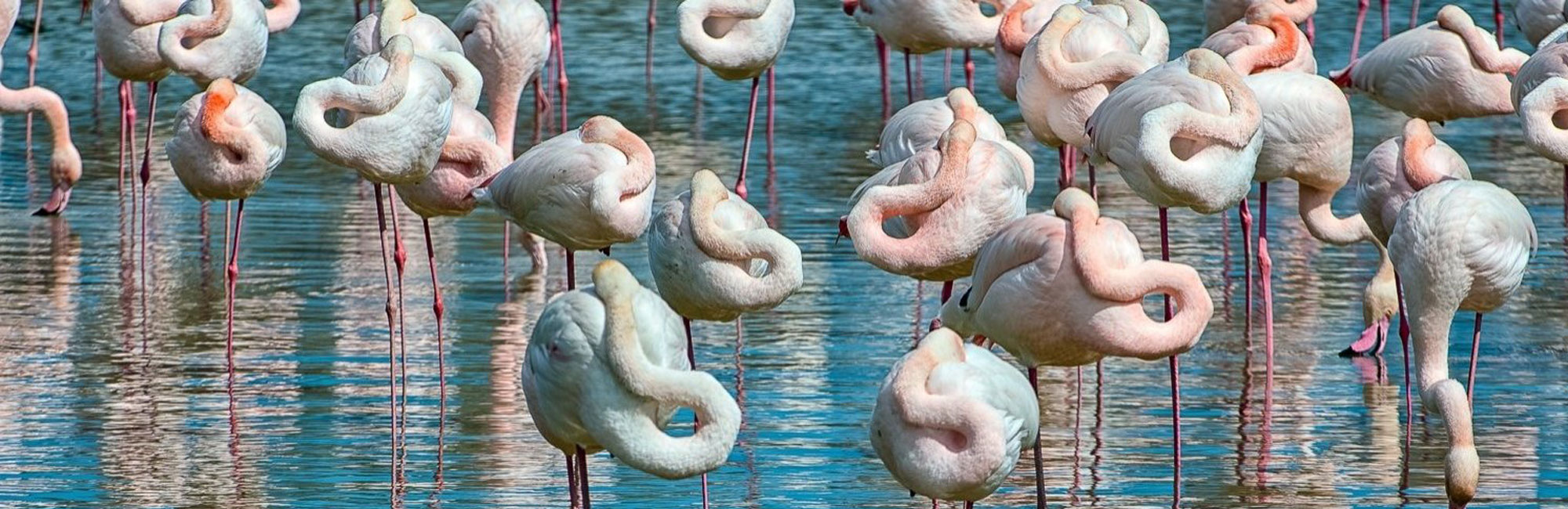 pineta - Vista principale AZArchitetti